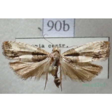 Spilonota ocellana (Denis & Schiffermüller, 1775) Wydłubka oczateczka Czech90b